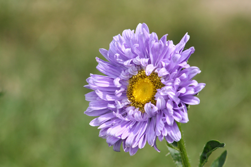 Flower in my garden