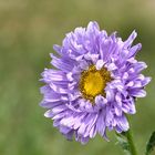 Flower in my garden