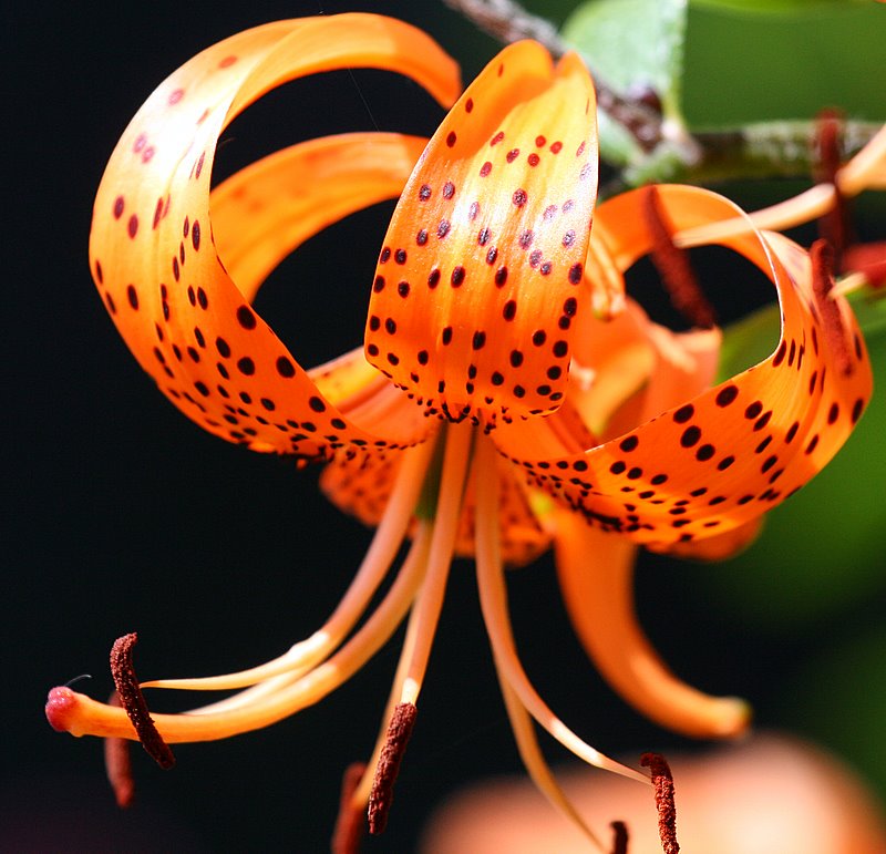 Flower in my Garden