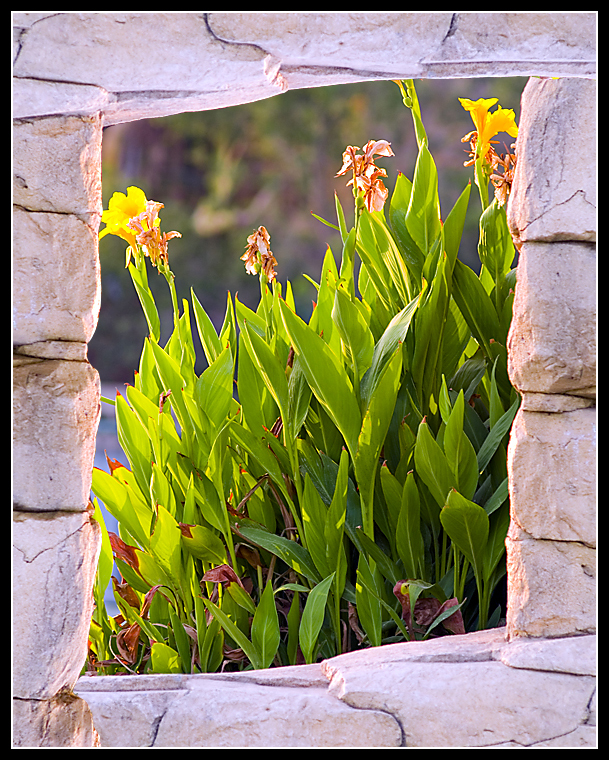 Flower in Natural frame