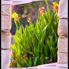 Flower in Natural frame