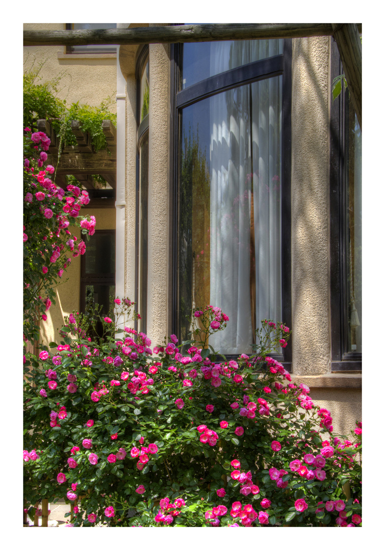 Flower in near the window