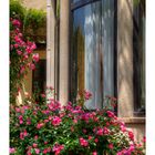 Flower in near the window