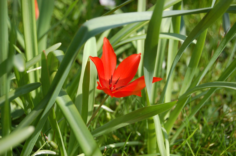 flower in our garden