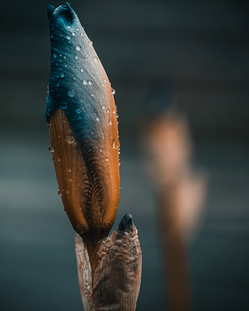 Flower in rain 