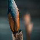 Flower in rain 