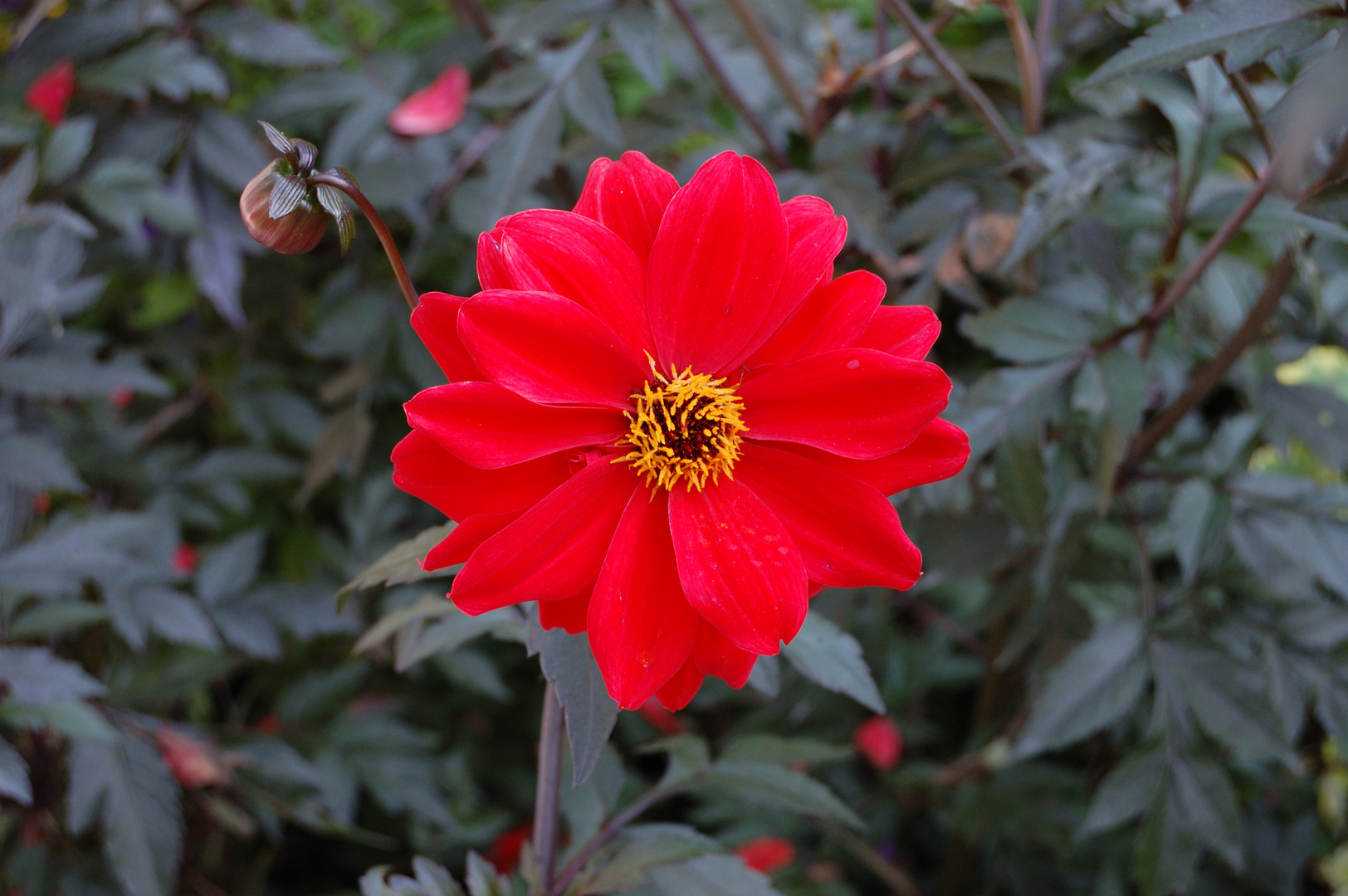 Flower in Red