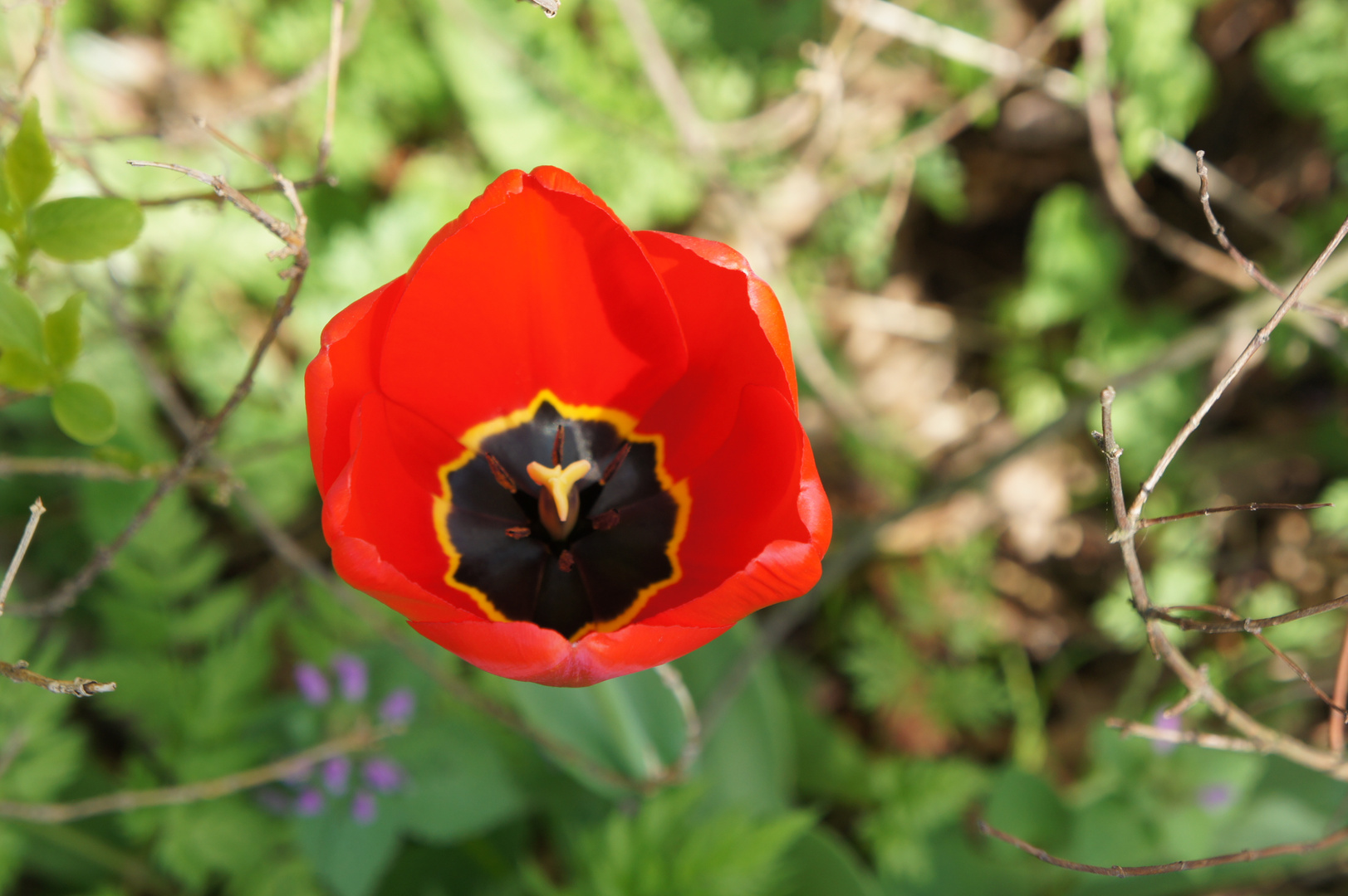 Flower in red