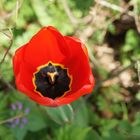 Flower in red