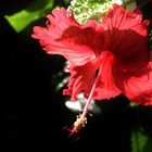 Flower in Red