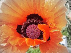 Flower in red