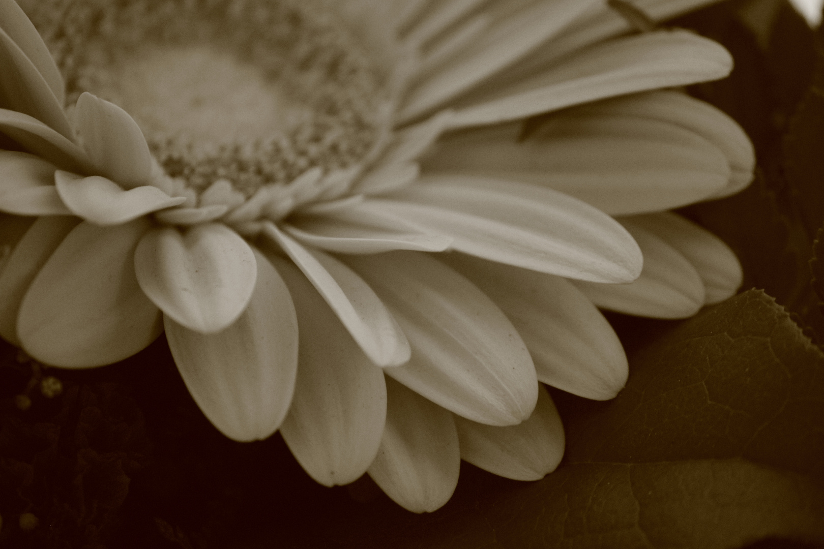 Flower in Sepia by Dina.T 2013