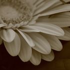 Flower in Sepia by Dina.T 2013