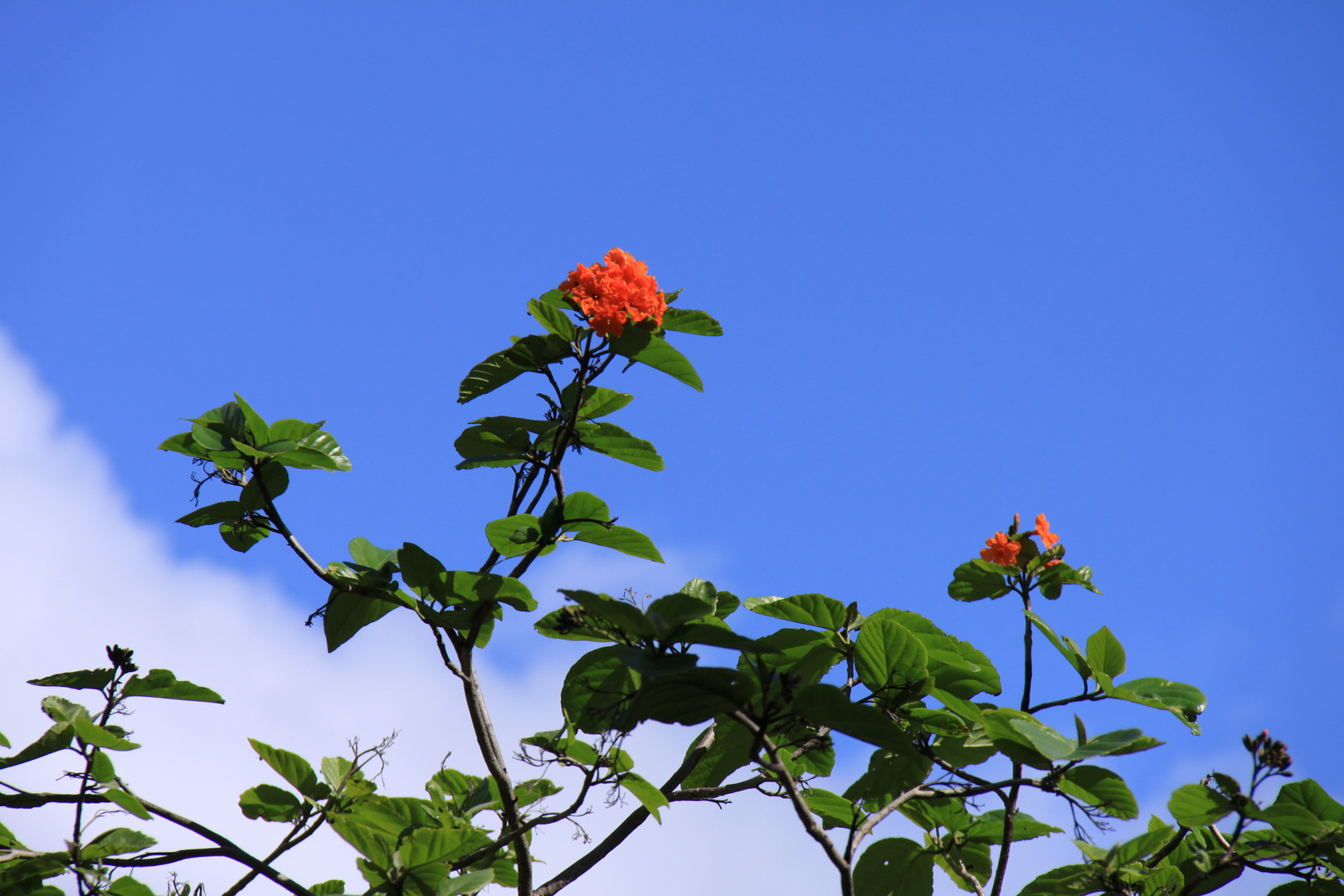 Flower in sky