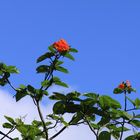 Flower in sky