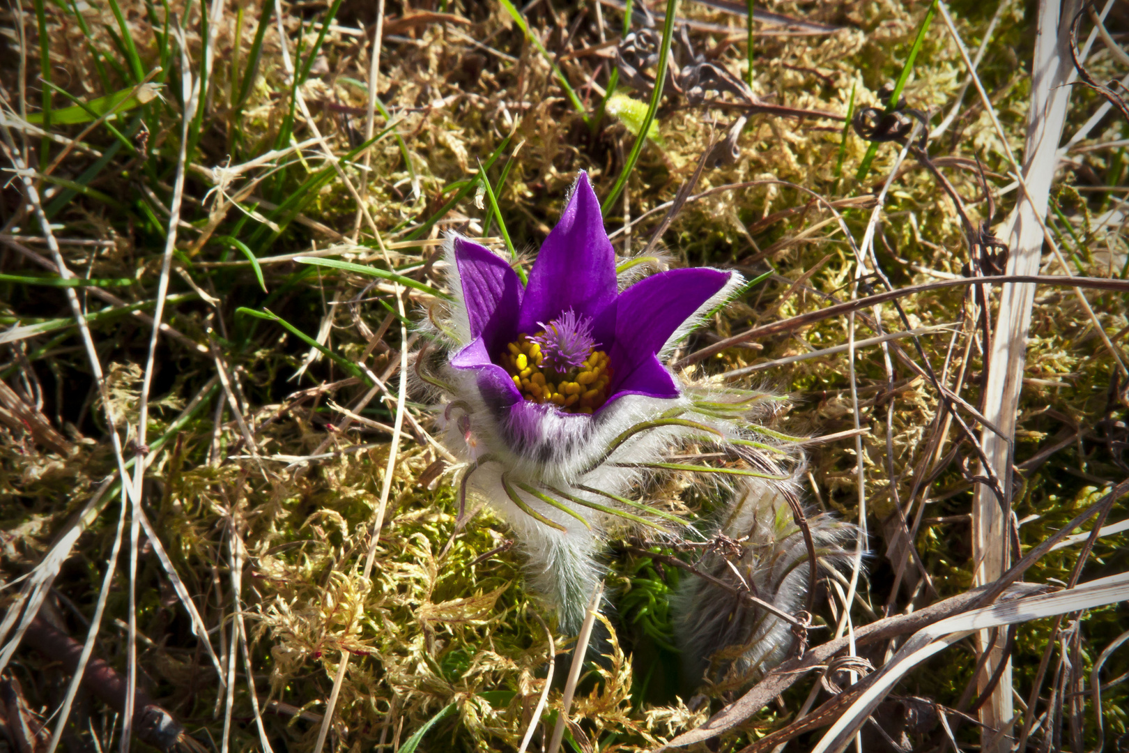 flower in spring