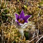 flower in spring