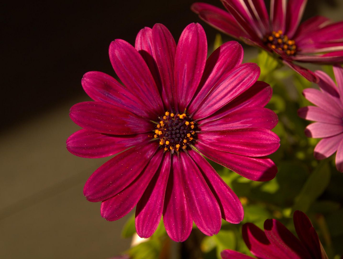 Flower in summer