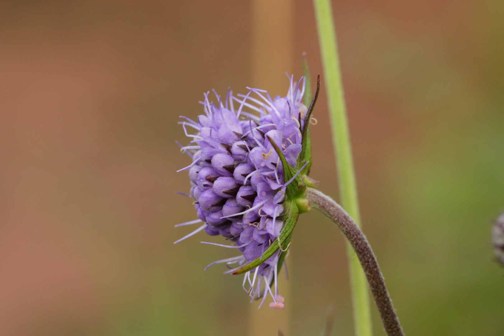 Flower in Sweden