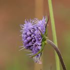 Flower in Sweden