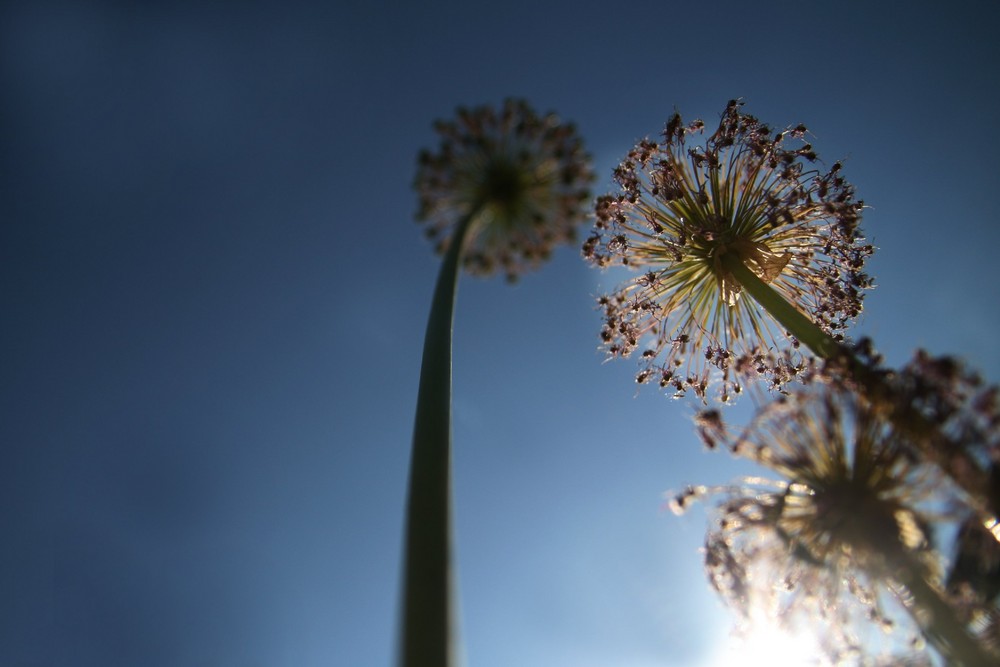 Flower in the Air