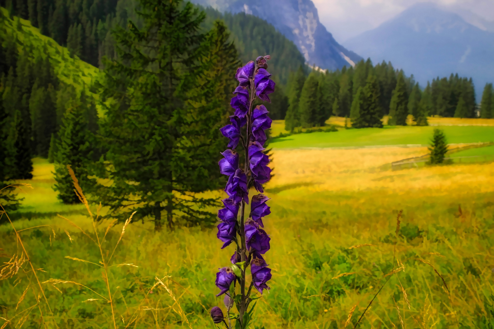 Flower in the alps