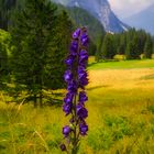 Flower in the alps