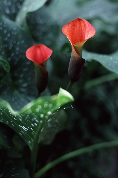 Flower in the botanical garden in Oulu, Finnland