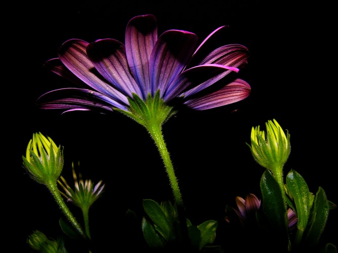 Flower in the dark