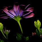 Flower in the dark