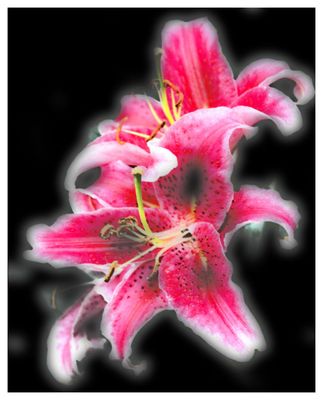 .:: flower in the dark ::.