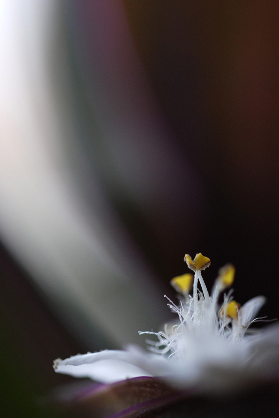 flower in the dark