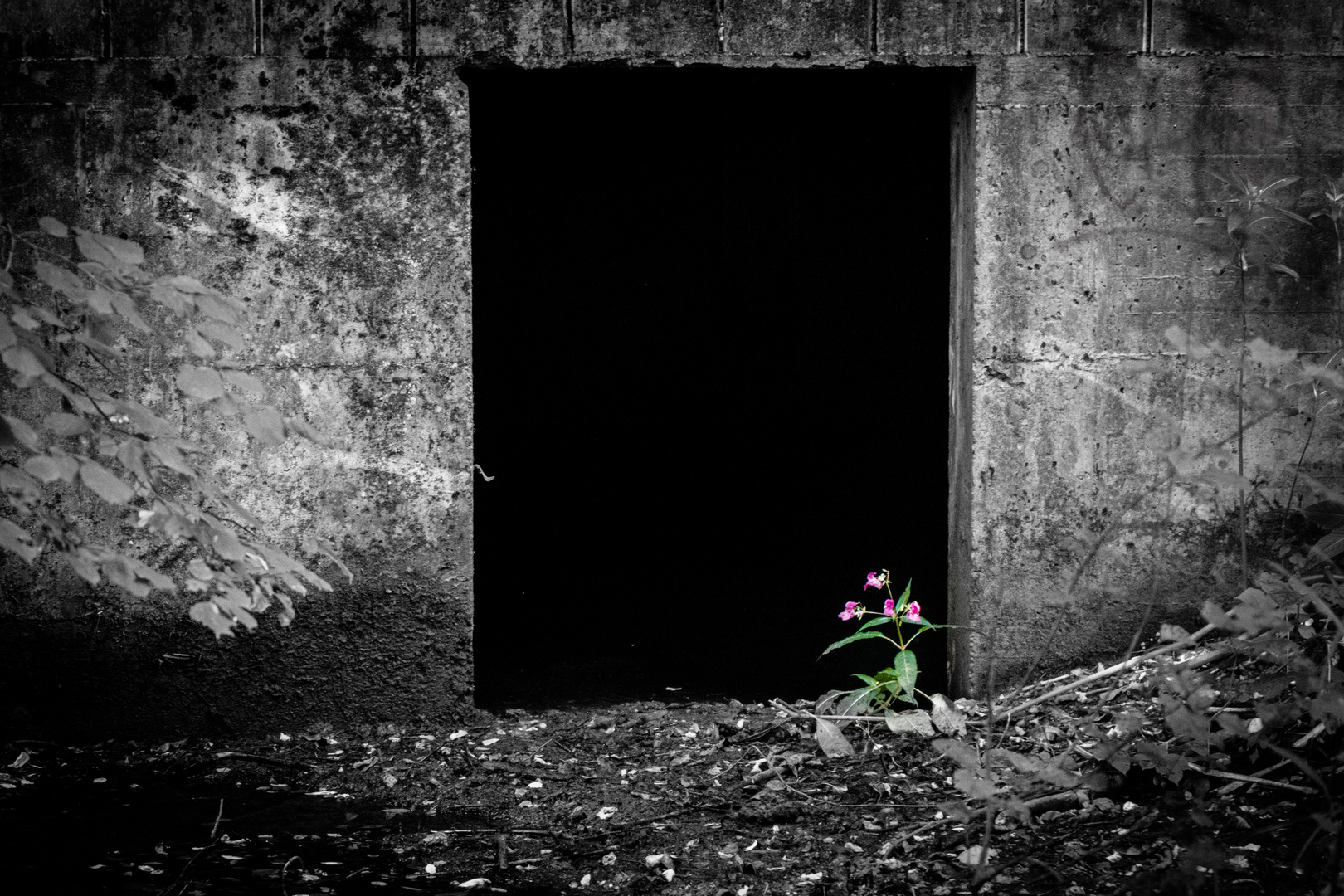 flower in the dark