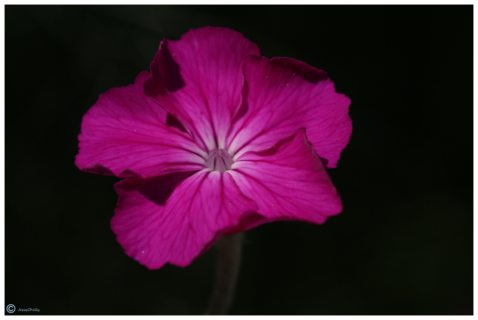 Flower in the Dark