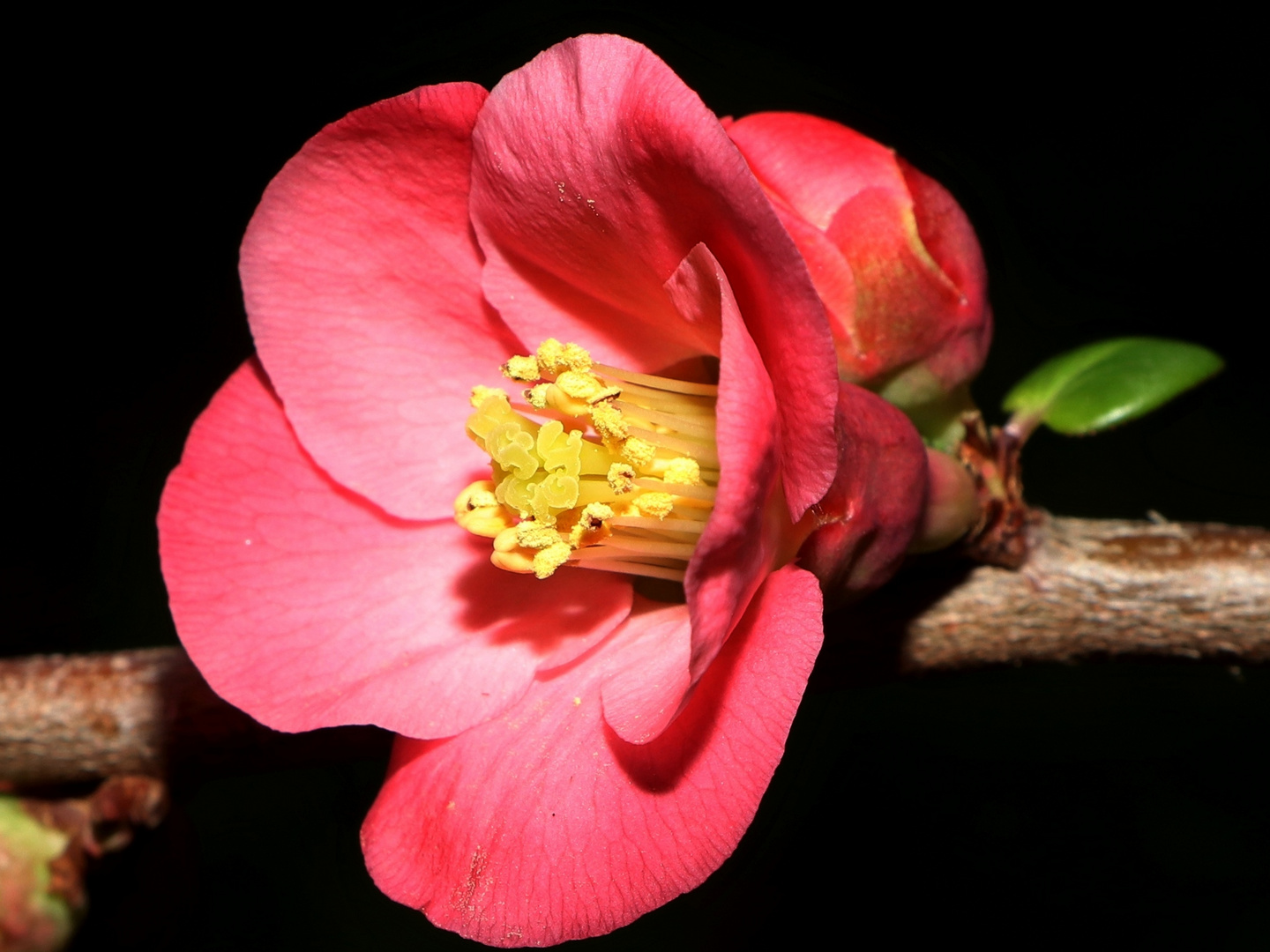 Flower in the darkness