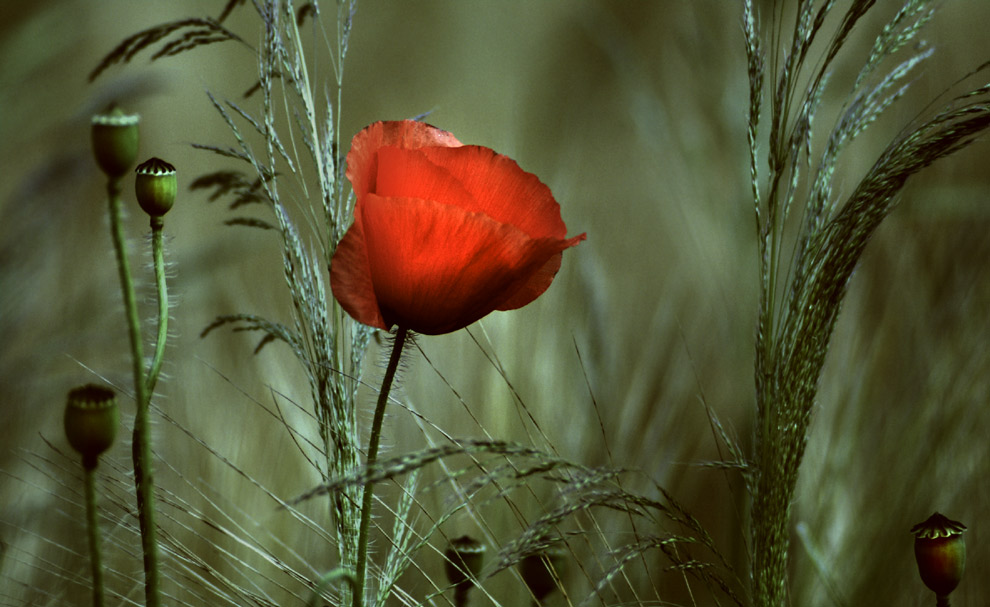 Flower in the dust