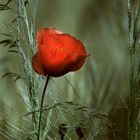 Flower in the dust