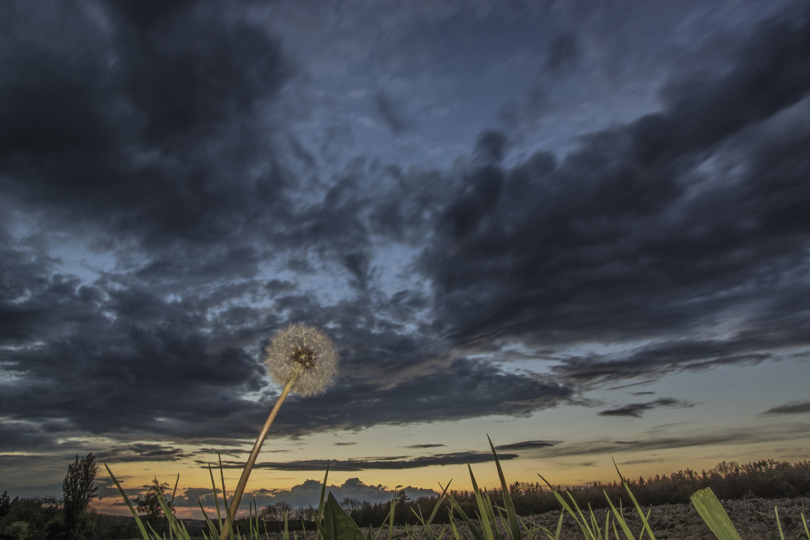 Flower in the evening