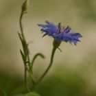 Flower in the evening sun