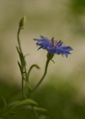 Flower in the evening sun