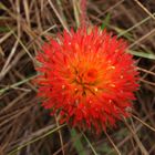 Flower in the field