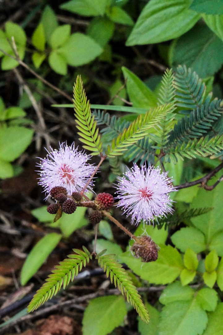 Flower in the field - After the spring rain - Mimosa pudica