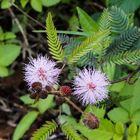 Flower in the field - After the spring rain - Mimosa pudica