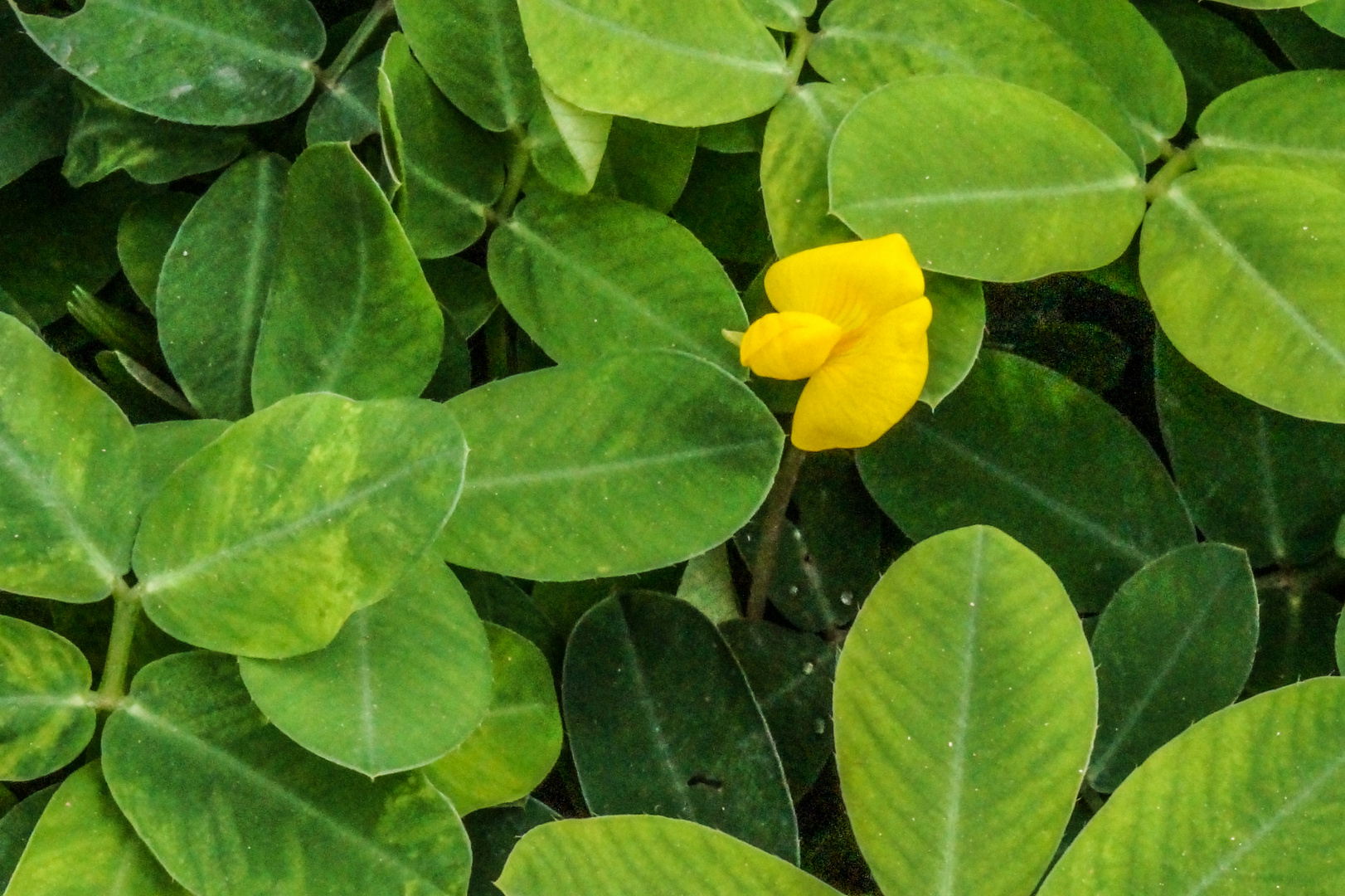 Flower in the garden - After the spring rain8