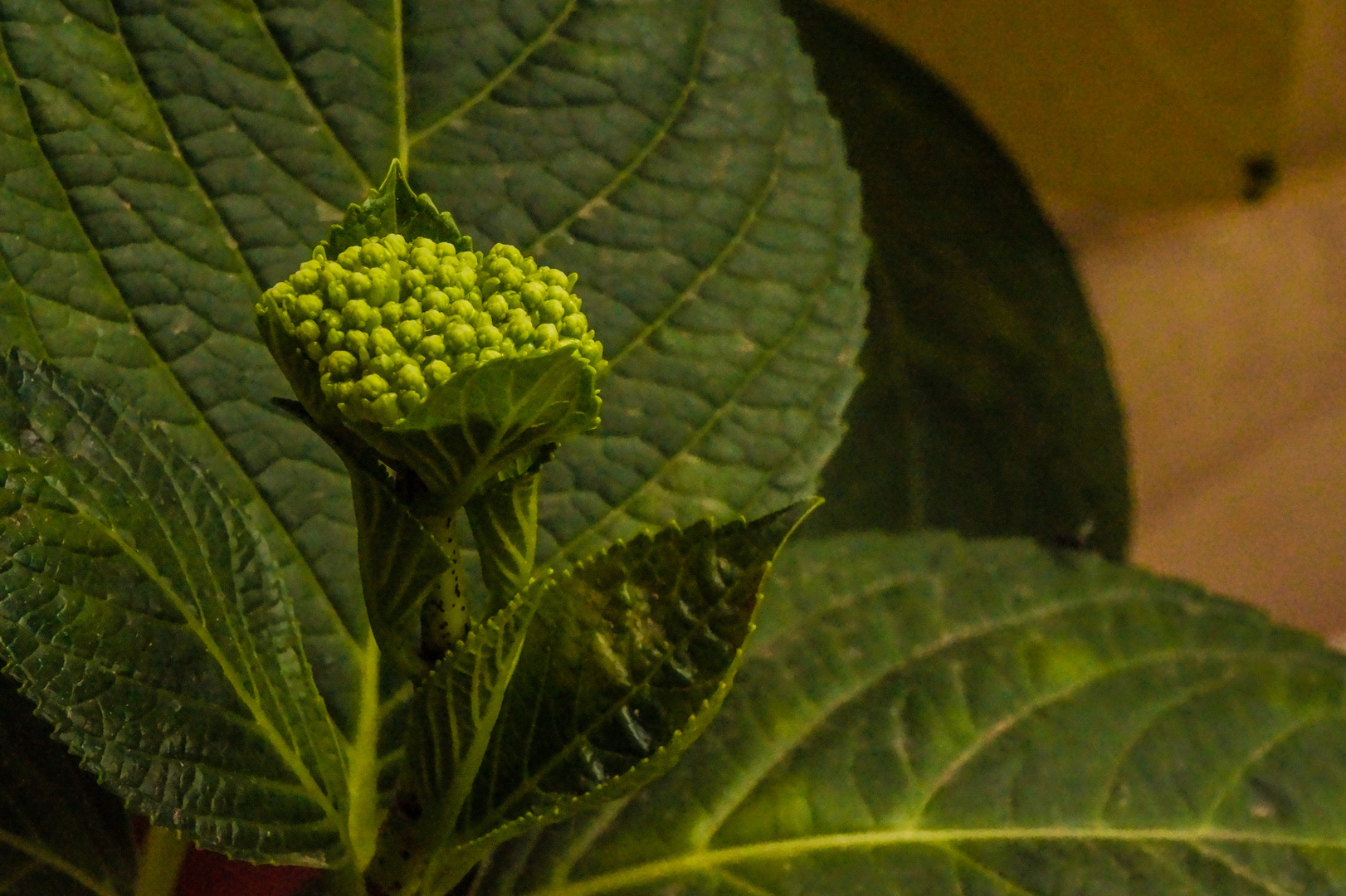 Flower in the garden - Hydrangea, a green cocktail of flower and leaves.