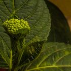 Flower in the garden - Hydrangea, a green cocktail of flower and leaves.