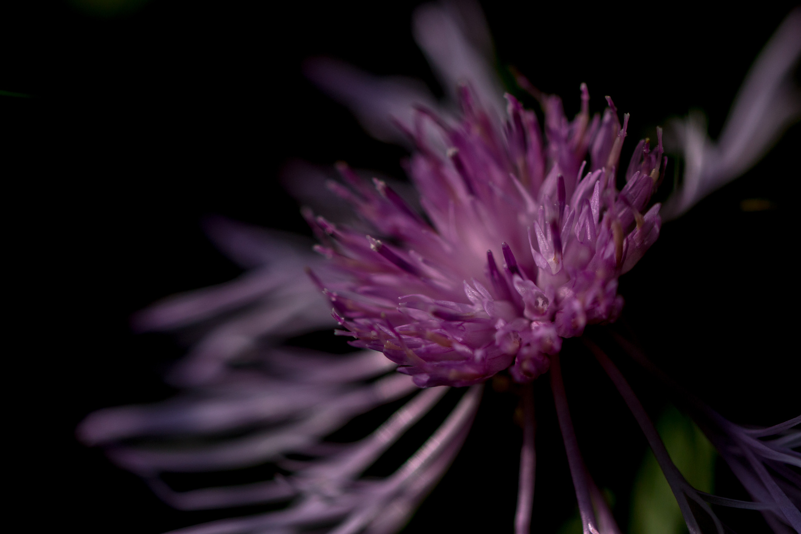 flower in the night