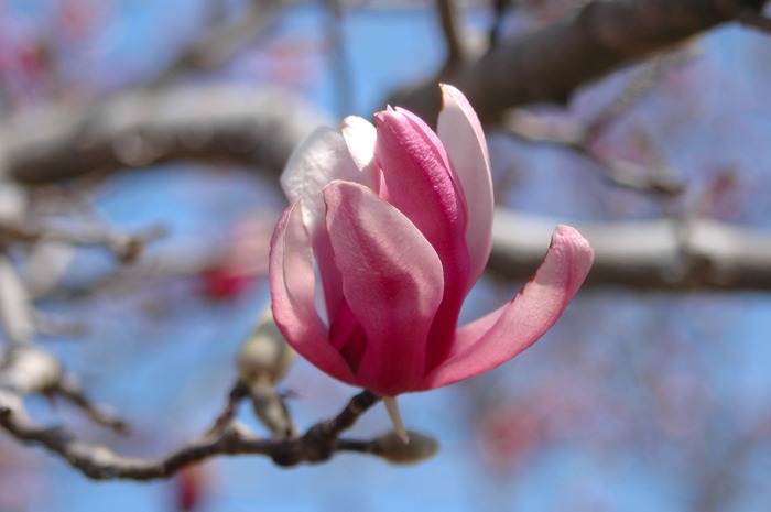 flower in the park