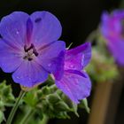 flower in the rain