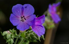 flower in the rain